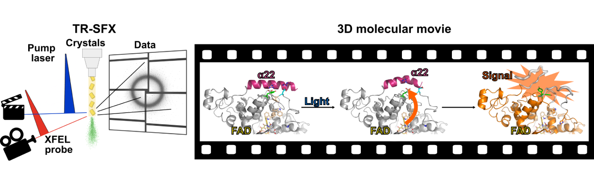 Decrypting cryptochromes: new insights into the mechanisms of protein light sensing