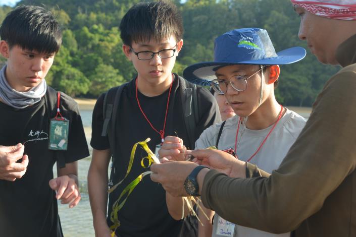 Seaweed and seagrass surveys