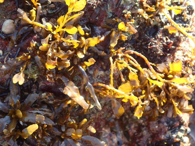 Intertidal Ecological Survey