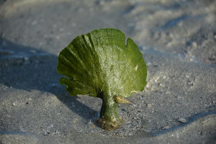 Seaweed and seagrass surveys