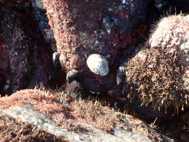 Intertidal Ecological Survey