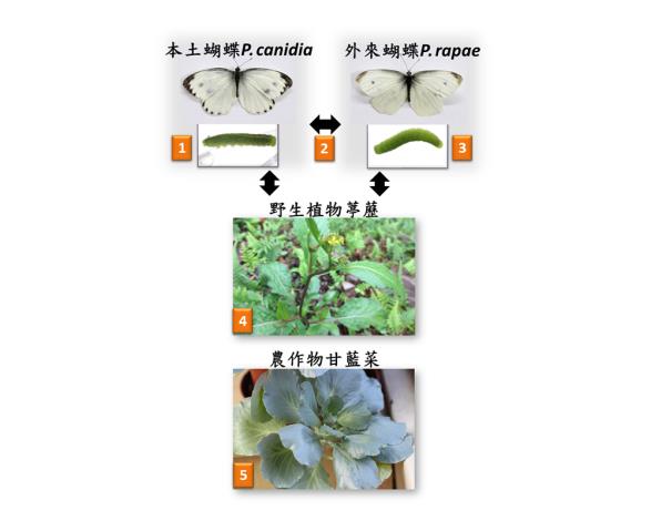 IEEB - Research of Prof. Chuan-Kai Ho Published in Scientific Reports