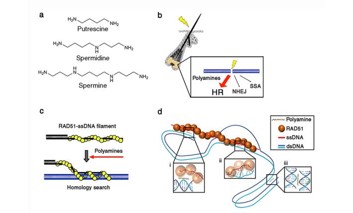 IBS - Research of Prof. Hung-Yuan (Peter) Chi Published in Nature Communications