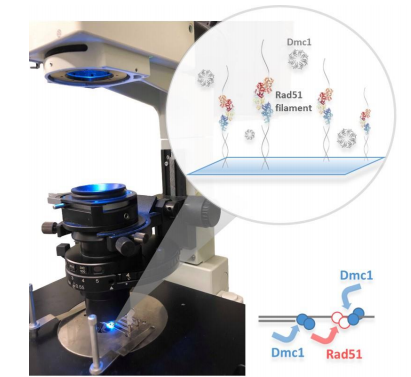 IBS - Research of Prof. Hung-Yuan (Peter) Chi Published in PNAS