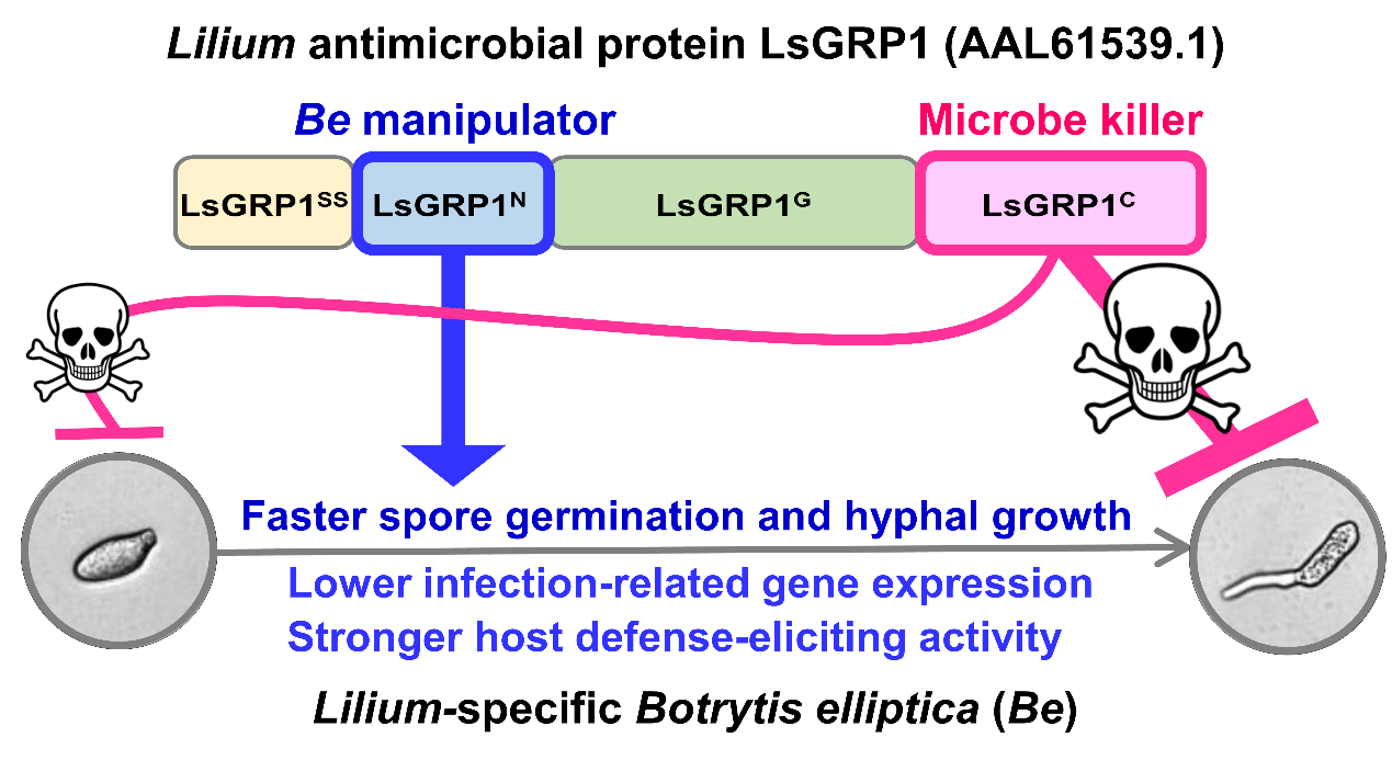 寄主抗菌蛋白LsGRP1抑制百合灰黴病涉及非抗菌區域LsGRP1^N對主要病原菌的靶向操作 (陳昭瑩老師實驗室: 林家華、劉芳瑋、潘映潔)