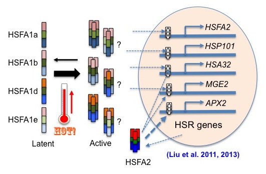 HSF 功能研究