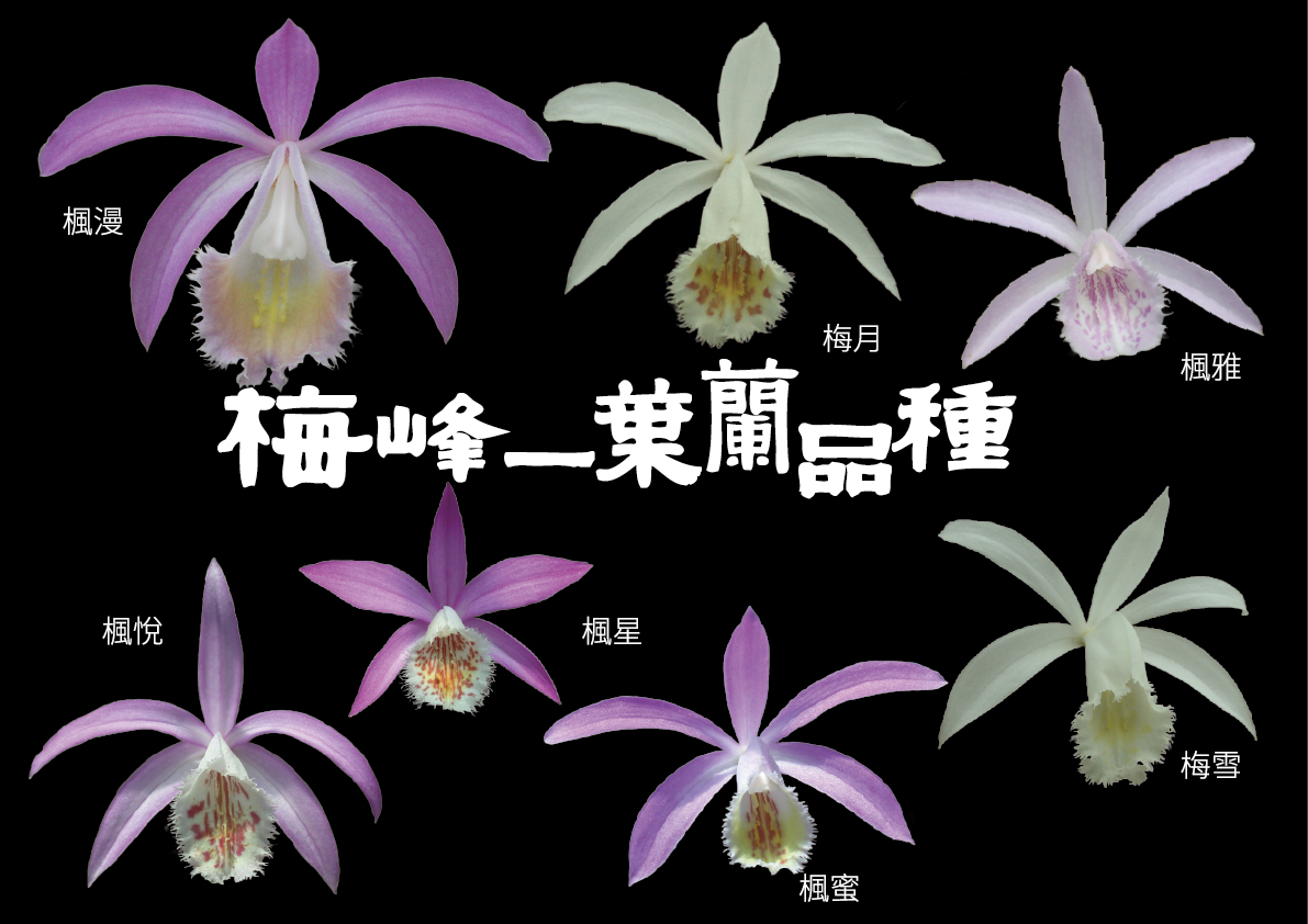 梅峰一葉蘭品種